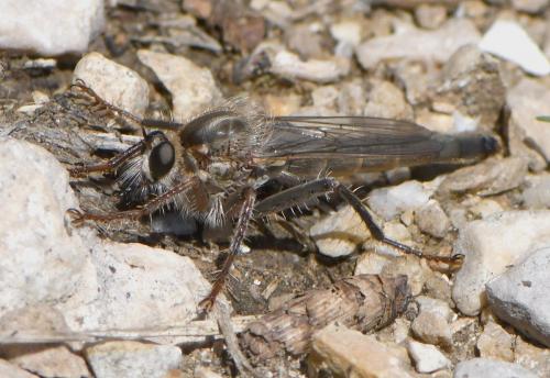 Réf. 259 698 : Stenopogon junceus